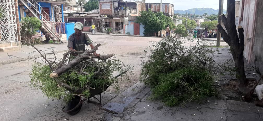 En Santiago de Cuba se realiza la podado árboles previo al paso del Huracán Melissa / Miguel Amado Noa Menéndez